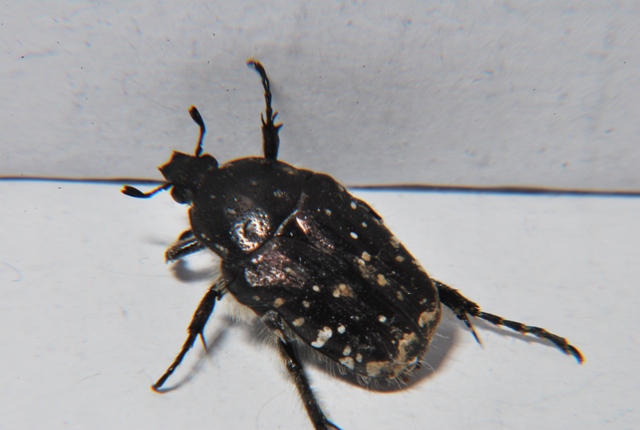 Oxythyrea funesta